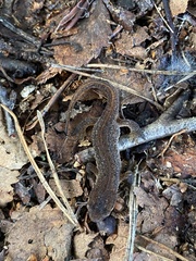 Lissotriton vulgaris