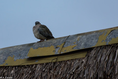 Streptopelia decipiens