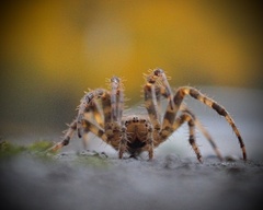 Araneus diadematus