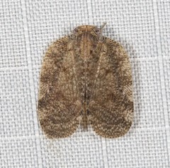 Aprivesa
