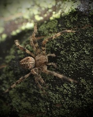 Araneus diadematus