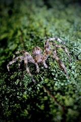 Araneus diadematus