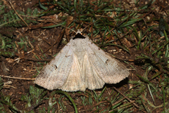 Lygephila craccae