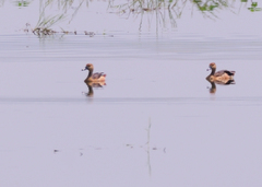 Dendrocygna javanica