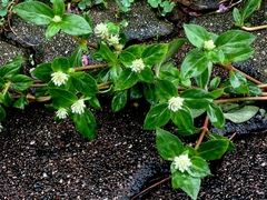 Gomphrena celosioides