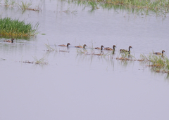 Dendrocygna javanica