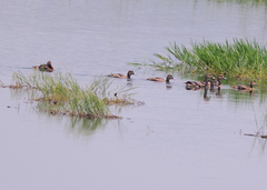 Dendrocygna javanica