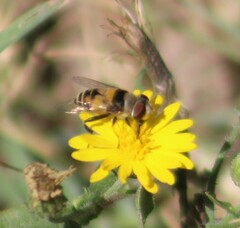 Palpada pusilla