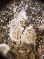 Lecanora hybocarpa