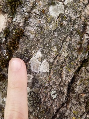 Lecanora hybocarpa