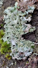 Punctelia jeckeri
