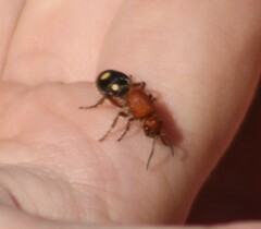 Dasymutilla quadriguttata