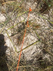 Ehrharta villosa