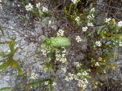 Physemacris variolosa
