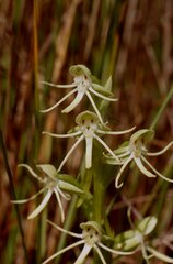 Habenaria quinqueseta