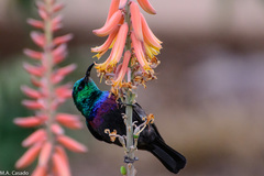 Cinnyris mariquensis