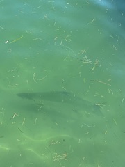 Megalops atlanticus