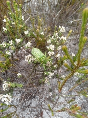 Physemacris variolosa