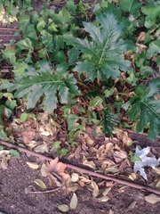 Acanthus mollis