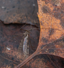 Rhipidia maculata