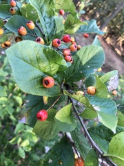 Aronia arbutifolia