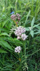 Asclepias linearis