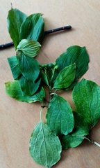 Cornus sanguinea australis