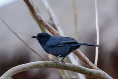 Laniarius funebris