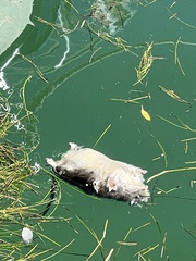 Neotoma floridana