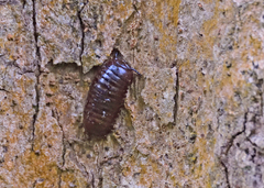 Arthrosphaera