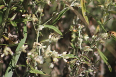 Pseudognaphalium obtusifolium