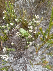 Physemacris variolosa