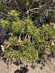 Darwiniothamnus tenuifolius