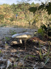 Amanita rhacopus