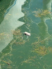 Neotoma floridana