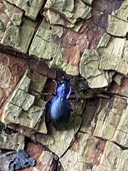 Carabus problematicus