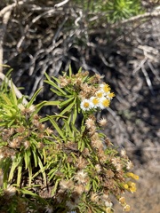 Darwiniothamnus tenuifolius