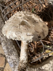 Amanita strobiliformis