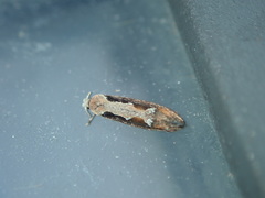 Rhigognostis incarnatella