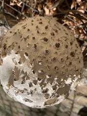 Amanita strobiliformis
