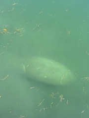 Trichechus manatus