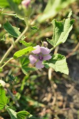 Althaea officinalis