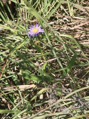 Eurybia hemispherica