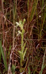 Habenaria quinqueseta