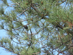Pinus leiophylla