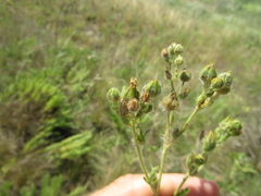 Potentilla recta pilosa