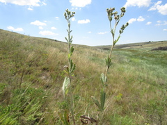 Potentilla recta pilosa