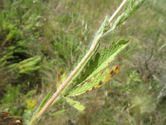Potentilla recta pilosa