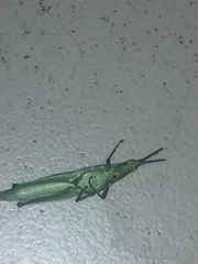 Atractomorpha similis