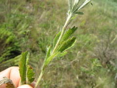 Potentilla recta pilosa